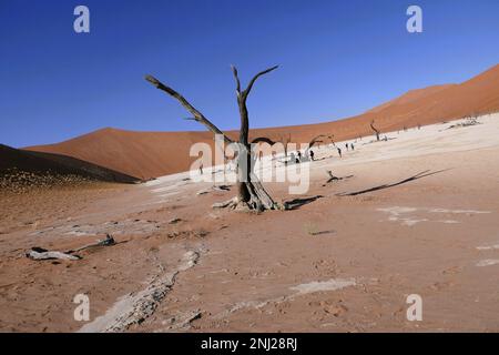 Erkundung der Namib-Wüste in Namibia mit G Adventures Stockfoto