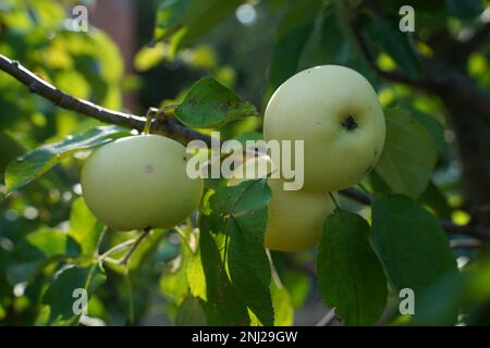 Drei weiße Äpfel auf einem Zweig, leicht verdorbene Blätter und natürliche Früchte ohne Zusatzstoffe und Chemikalien. Äpfel Nahaufnahme auf Apfelbaum. Obstharve Stockfoto