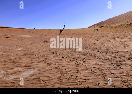 Erkundung der Namib-Wüste in Namibia mit G Adventures Stockfoto