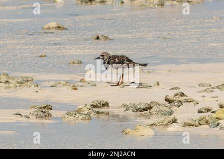 Ruddy Turnstone, Arenaria Interpres auf Farquhar, Seychellen Stockfoto