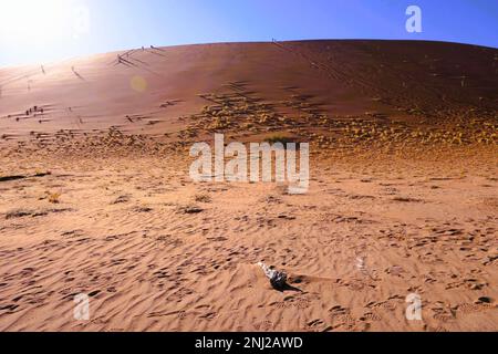 Erkundung der Namib-Wüste in Namibia mit G Adventures Stockfoto