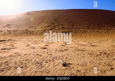 Erkundung der Namib-Wüste in Namibia mit G Adventures Stockfoto