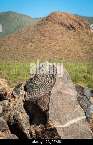 Saguaro Nationalpark in Arizona, USA Stockfoto