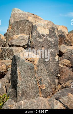 Saguaro Nationalpark in Arizona, USA Stockfoto