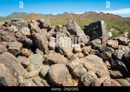 Saguaro Nationalpark in Arizona, USA Stockfoto