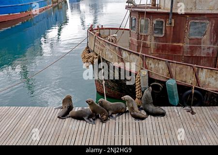 Cape Pelzrobben oder afrikanische Pelzrobben (Arctocephalus pusillus), die an der V&A Waterfront in Kapstadt, Südafrika, in der Sonne faulenzen. Stockfoto
