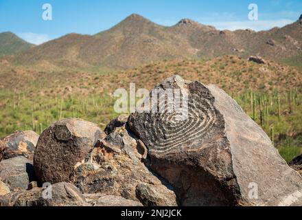 Saguaro Nationalpark in Arizona, USA Stockfoto