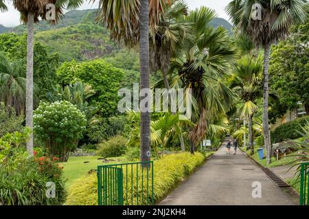 Victoria Botanical Gardens, Mahe Island, Seychellen Stockfoto