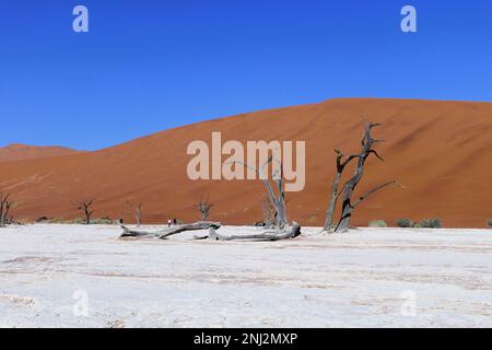 Deadvlei maßgeschneiderte Reisen in Afrika Stockfoto