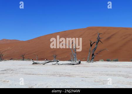 Deadvlei maßgeschneiderte Reisen in Afrika Stockfoto