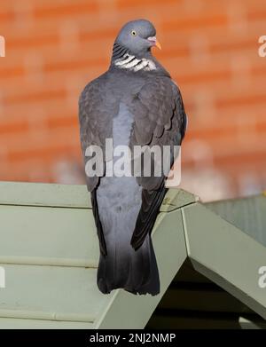 Eine Common Wood Piegen (Columba Palumbus), hoch oben auf einem Gartengebäude Stockfoto