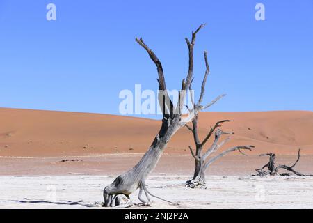 Deadvlei maßgeschneiderte Reisen in Afrika Stockfoto