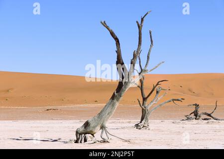 Deadvlei maßgeschneiderte Reisen in Afrika Stockfoto