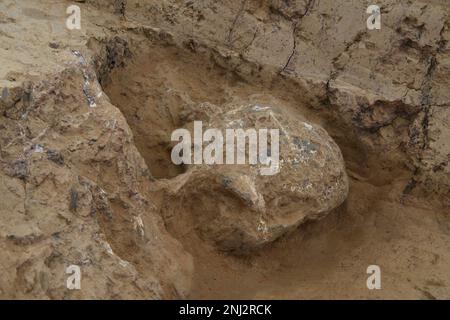 Peking, China. 22. Februar 2023. Dieses Aktenfoto zeigt einen versteinerten Schädel, der von einem Standort aus der Paläolithik in Shiyan, der zentralchinesischen Provinz Hubei, ausgegraben wurde. Sechs historische Stätten, die frühestens bis in die paläolithische Zeit zurückreichen, wurden in einem Forum am Mittwoch als Chinas neue archäologische Entdeckungen von 2022 aufgeführt. Kredit: Xinhua/Alamy Live News Stockfoto