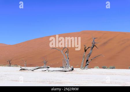 Deadvlei maßgeschneiderte Reisen in Afrika Stockfoto