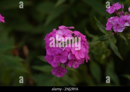 Violette Blumen Phlox. Blühender Zweig von violettem Phlox im Garten Stockfoto