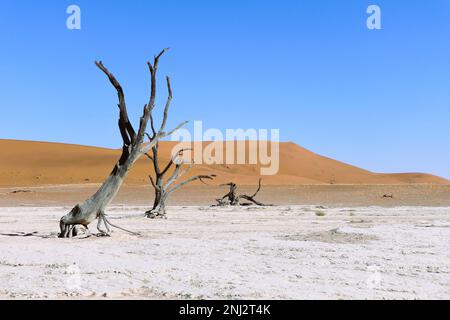 Deadvlei maßgeschneiderte Reisen in Afrika Stockfoto