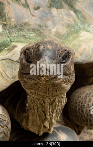 Aldabra Riesenschildkröte, Aldabrachelys gigantea, Mahe Island, Seychellen Stockfoto