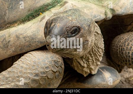 Aldabra Riesenschildkröte, Aldabrachelys gigantea, Mahe Island, Seychellen Stockfoto