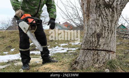 Ein Mann in schwarzem Bademantel und Tarnjacke steht auf einem mit Schnee gepuderten Rasen mit einer alten Kettensäge und einem dicken Baum, der an der Basis gesägt wurde Stockfoto