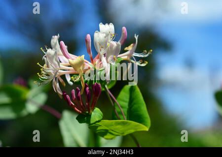 Lonicera caprifolium, die italienische woodbine, das Ziegenblatt-Geißblatt, das Perfoliat-Geißblatt, das italienische Geißblatt, Oder die blühende woodbine in der perfoliieren Stockfoto