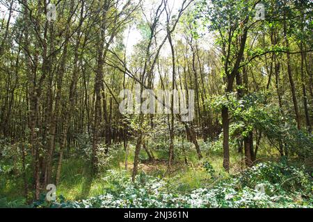 Engbertsdijkvenen, Niederlande Stockfoto