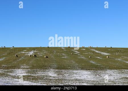 Schafe grasen auf einem schneebedeckten Feld in der Wintersonne vor einem hellblauen Himmel Stockfoto