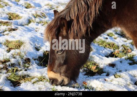 Ein Exmoor-Pony, das auf einem schneebedeckten Feld grast, in heller Wintersonne Stockfoto