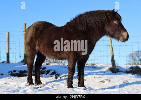 Exmoor-Pony auf einem schneebedeckten Feld in hellem Wintersonnenschein Stockfoto