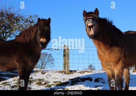 Exmoor-Pony mit einem humorvollen Gesichtsausdruck und Zähnen, steht mit einem anderen Pony im Schnee an einem sonnigen Tag Stockfoto