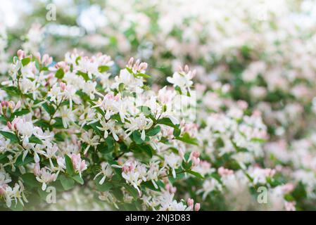 Die italienischen woodbine-Blumen schließen im Frühling Stockfoto