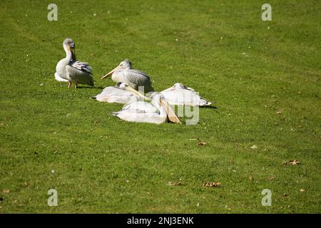 Ganzkörper-Fernansicht mehrerer grauer Pelikane, die auf einer grünen Wiese ruhen. Stockfoto