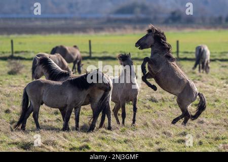 Wilde Hengste, die die britische Landschaft besiedeln März 16/17 2022 wilde Hengste werden in DER ENGLISCHEN Landschaft gesehen, während sie um die Dominanz kämpfen Stockfoto