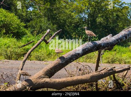 Drei Wimbrel-Vögel mit charakteristischen Kronenstreifen stehen auf einem Baumstamm am Fluss Tarcoles in Costa Rica Stockfoto