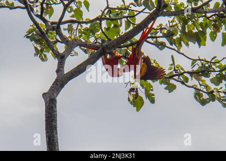 Ein Paar scharlachrote Macaws, die zusammen im Baum hängen Stockfoto