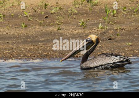 Brauner Pelikan an der Tarcoles in Costa Rica Stockfoto