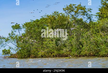 Kolonie nistender brauner Pelikane am Rand der Tarcoles in Costa Rica Stockfoto