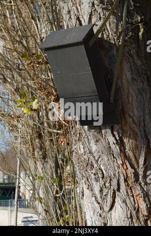 Am Stamm Eines Baumes am Ufer der seine hängende Fledermauskiste, Paris, Frankreich Stockfoto