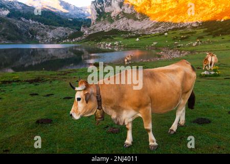 Asturian Mountain Cattle Kuh sitzt auf dem Rasen in einem Nationalpark bei Sonnenaufgang Stockfoto