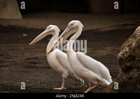 Ganzkörperaufnahme von einem Paar rosa Pelikane in sandiger Umgebung. Stockfoto