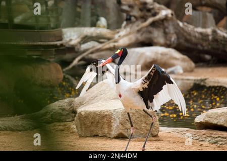 Ganzkörperaufnahme eines Sattelstorchs, der seine Flügel streckt, Felsen im Hintergrund. Stockfoto