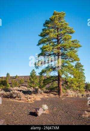 Sunset Crater National Monument, Arizona Stockfoto