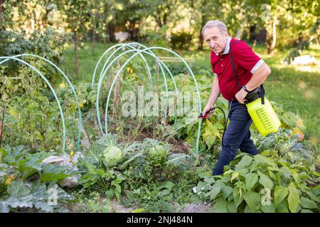 Reifer Mann mit Insektizid auf Gemüse im Garten Stockfoto