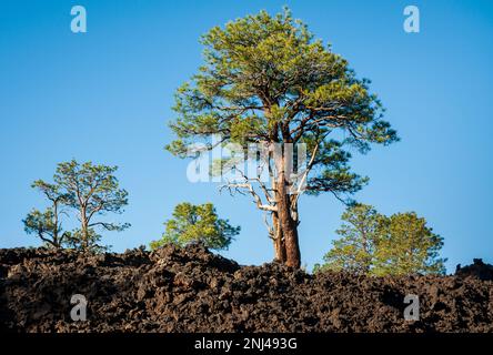 Sunset Crater National Monument, Arizona Stockfoto