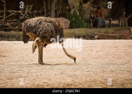 Ganzkörper-Langstreckenschuss eines Straußes, der im Sand pickt. Stockfoto