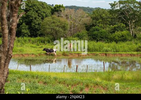 Goiania, Goias, Brasilien – 21. Februar 2023: Zwei Ochsen grasen an den Ufern eines kleinen Sees voller Bäume und Gras. Stockfoto