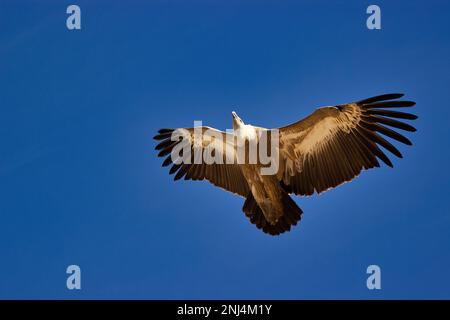 Ganzkörperaufnahme eines Greifgeiers im Flug, blauer Himmel im Hintergrund. Stockfoto