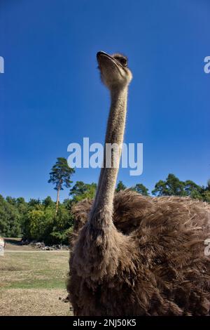 Ganzkörper Nahaufnahme eines Straußes, Bäume und blauer Himmel im Hintergrund. Stockfoto