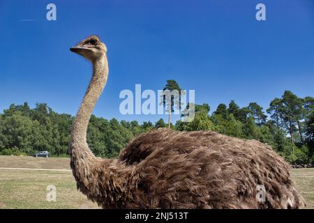 Ganzkörper Nahaufnahme eines Straußes, Bäume und blauer Himmel im Hintergrund. Stockfoto