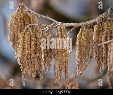 München, Deutschland. 22. Februar 2023. Die Blume katzt auf einem Haselnussbusch. Haselnusspollen verursacht bei vielen Allergikern das jährliche Heuschnupfen. Kredit: Sven Hoppe/dpa/Alamy Live News Stockfoto